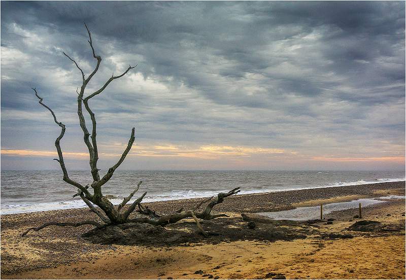 Benacre Beach Tree_Barry Freeman.jpg - PDI Comp 021017 Open